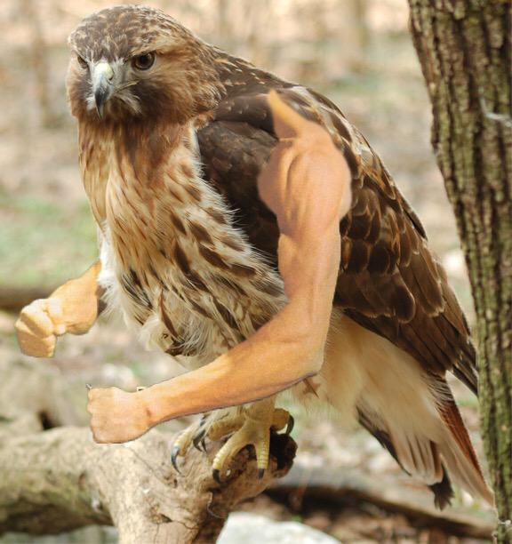 9to5slave1's tweet image. #IfILostMyPhone I would communicate with Hawks.