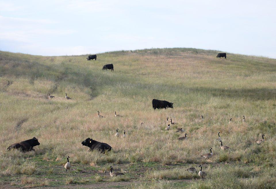 Oak_Ridge_Angus's tweet photo. This morning I came out to find the bulls sharing their field with some wild geese. #oakridgeangus http://t.co/Dsiey2PfLU