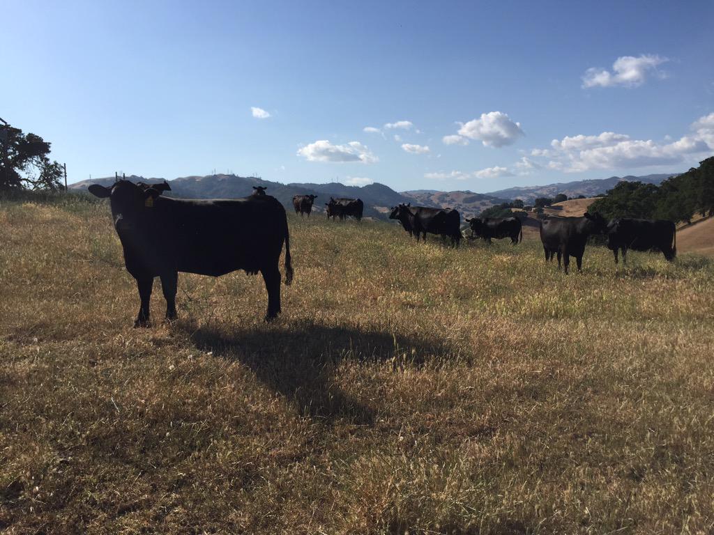 Oak_Ridge_Angus's tweet photo. We've been producing quality cattle since 1912! #oakridgeangus #therealORA http://t.co/72TsG34x6i