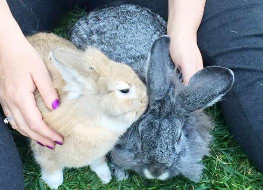BunnyBunchFV's tweet photo. YAY!!! I'm so happy for Lucy!!! Lucy just got adopted last weekend. #shefoundahome #adopted #ideaFM http://t.co/5cNb57vbwQ