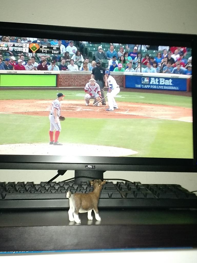 InsideGoat's tweet photo. Inside Goat would rather watch the game at home. http://t.co/DlxgsGCCiY