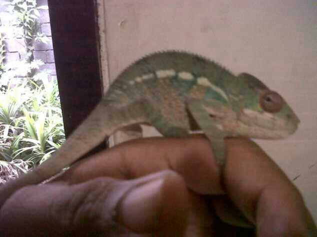 toffan_arya's tweet photo. Ini gajah http://t.co/pXsWWoqRYh