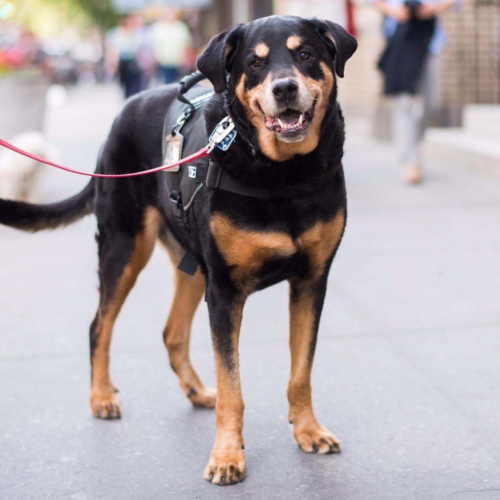 leonberger rottweiler mix