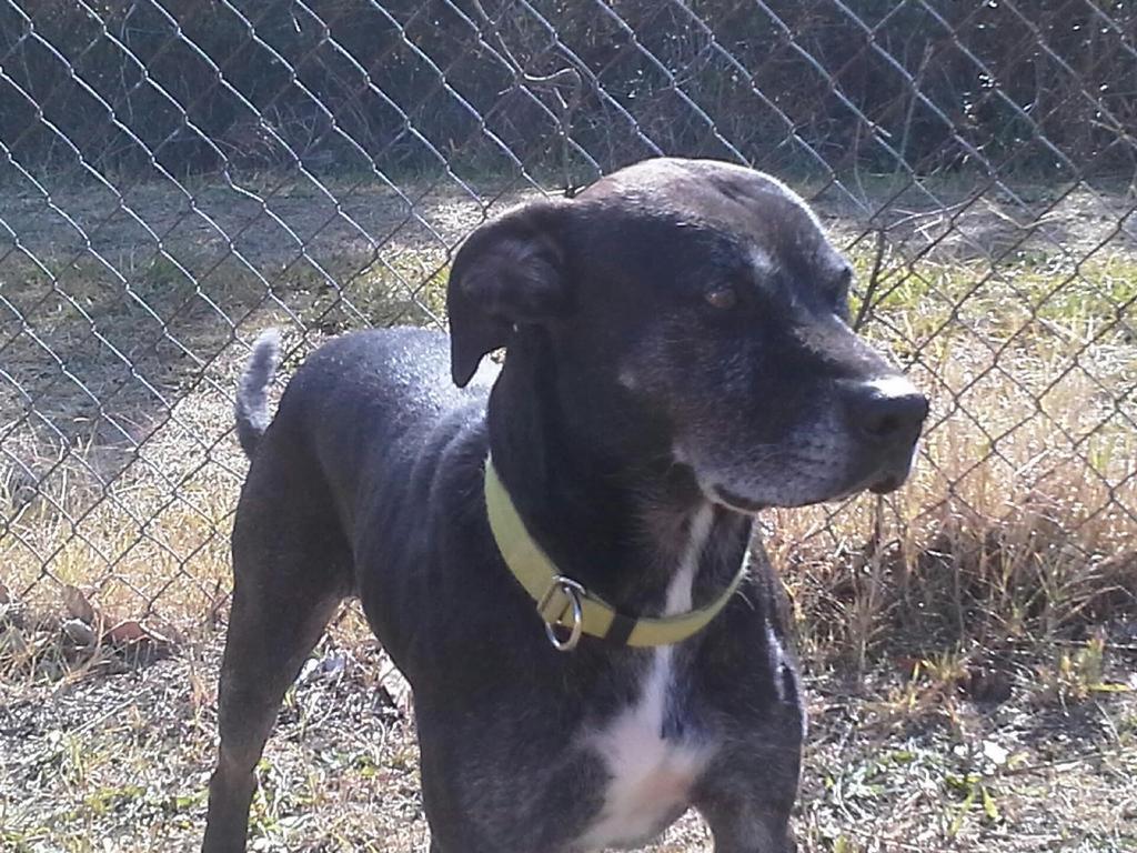 foxieangel130's tweet photo. Mac is missing! Lost Sat. in Carlisle SC area! Please help us find him! Older black lab mix #lostdog #findmac http://t.co/uSjKnxrs6x