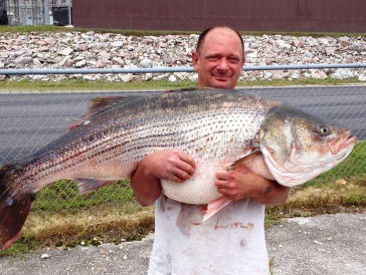 THV11's tweet photo. Bull Shoals Lake yields record striped bass http://t.co/qdabbGT1IM http://t.co/xHjckbBh9r