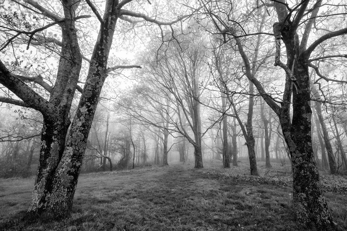 jeremyriffe's tweet photo. Rocky Knob trail on the Blue Ridge Parkway, VA. One foggy morning. @visitvbr @SWVApost @BRCmagazine http://t.co/dE0pvnlQLd