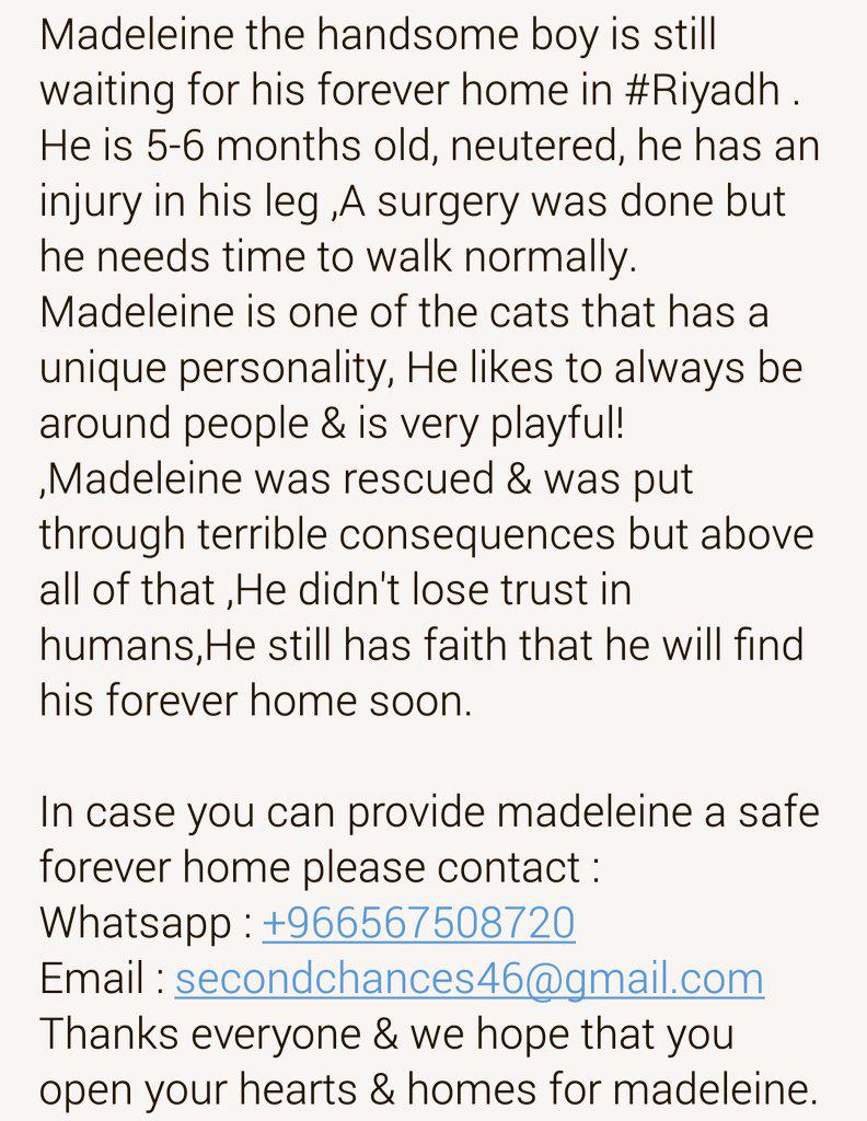 secondchances46's tweet photo. #للتبني #الرياض #تبنى_لاتشتري #تبني #قطط_للتبني
#adoptdontshop #Foradoption #RiyadhCats http://t.co/7OTXytWae6