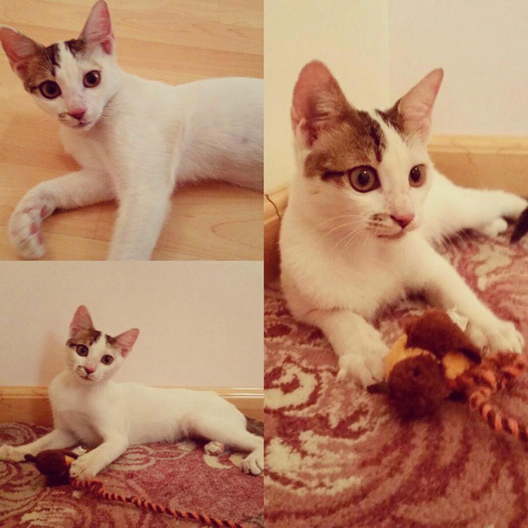 secondchances46's tweet photo. #للتبني #الرياض #تبنى_لاتشتري #تبني #قطط_للتبني
#adoptdontshop #Foradoption #RiyadhCats http://t.co/7OTXytWae6