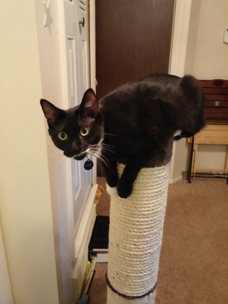 mynameischris's tweet photo. My kitten has done nothing but jump up and down from his new perch since we brought it home a few hours ago. http://t.co/LYknFlBBpi