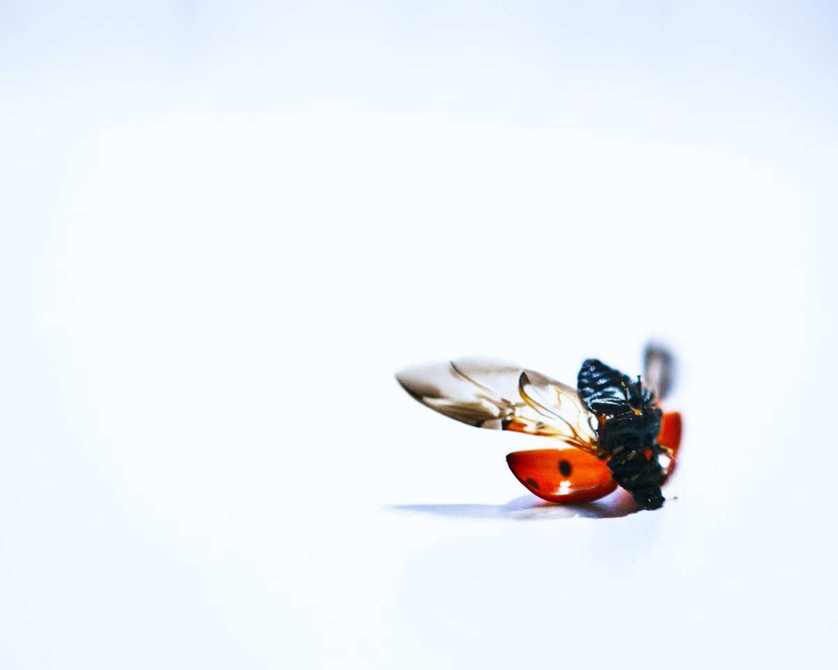 10secrule's tweet photo. #coccinella #Coccinellaseptempunctata #C7 #coleoptera #beetle #lostladybugproject #Cornell #entomology #science #NSF http://t.co/a4bzjqkXUb