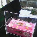 AcrylicMulya's tweet photo. acrlic display[kotak tempat tisu]hp.085289309790 http://t.co/ymwWhQjPpm