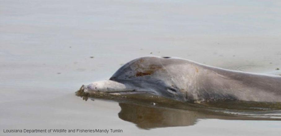 NWF's tweet photo. BP #oilspill caused dolphin deaths in Gulf of Mexico, according to @NOAA study: http://t.co/8U83iLfYSn http://t.co/ThnARzHuGC