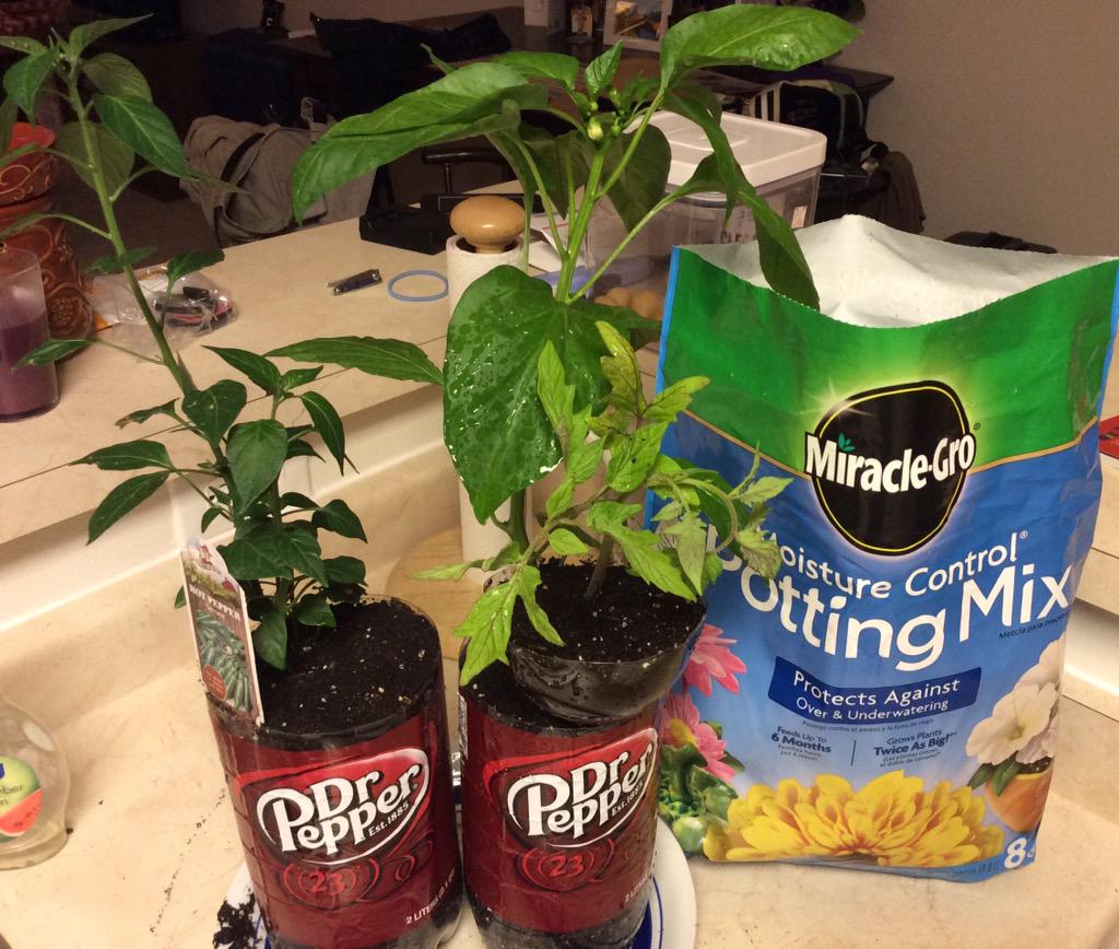 wifishin's tweet photo. Dr. Pepper-Pepper plants! @drpepper is this where Dr. P's come from? @ #miraclegro #upcycling #apartmentgardening http://t.co/6l2rx42694