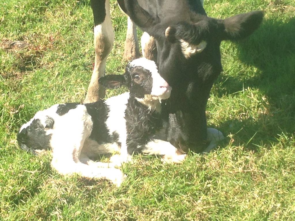 SeabreezePaul's tweet image. Mum likes her new Polled heifer calf. Sired by Lirr Option PP @DairyBullsOnlin @polledbreeder @polepositiongen