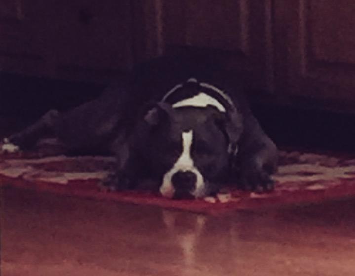 PetuniaBabyDog's tweet photo. Me hard at work making sure momma and daddy drop some food my way #spoiledbrat #dog #pitlove #pittips #pitprincess http://t.co/Gurhkte05Y