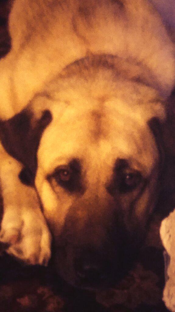 BoardmanNoah's tweet photo. Sleepy puppy http://t.co/emlLH8yXNL