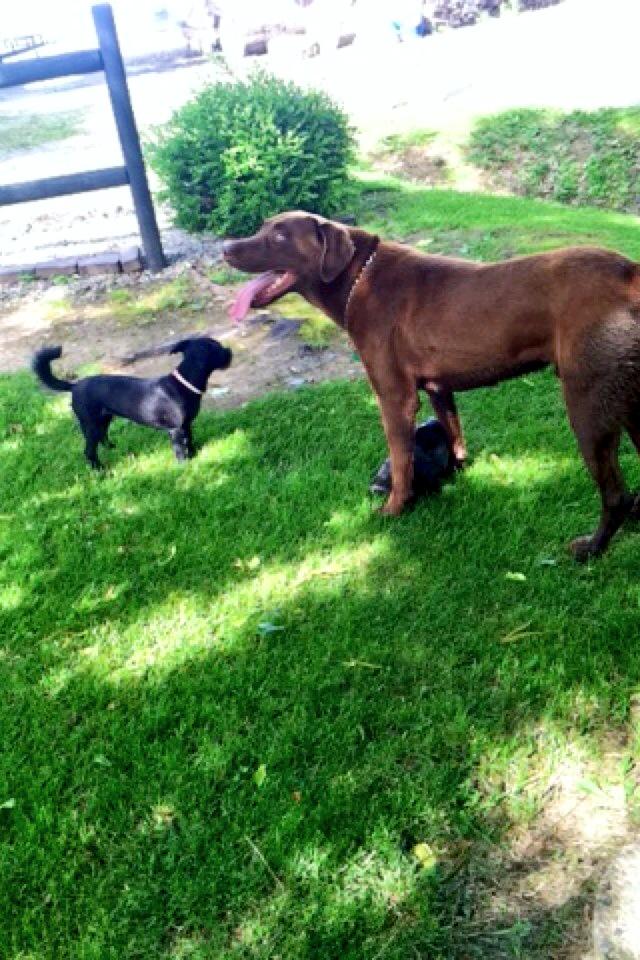 bebe_the_dog's tweet photo. Friendly visit from the neighbor dog, Hunter! #friendscomeinallsizes http://t.co/PEBFXjW48K