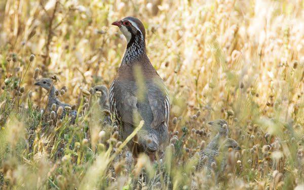 “por doquiera el campo se abre en estallidos, en crujidos, en un hervidero de vida sana y nueva"
Buenos días.-