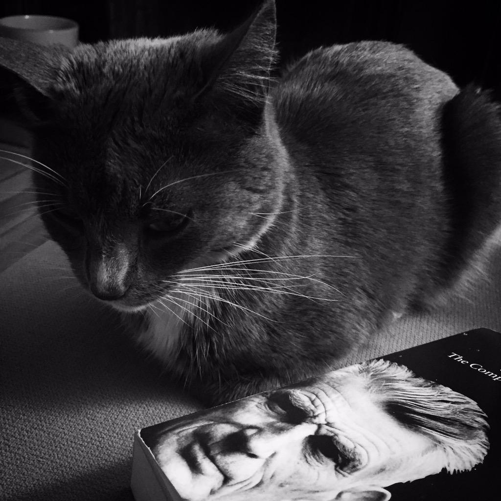 FELoy's tweet photo. #steeringclearofpolitics some light homework reading, feline company and off to bed #DirLabW http://t.co/MXp2zJyVkJ