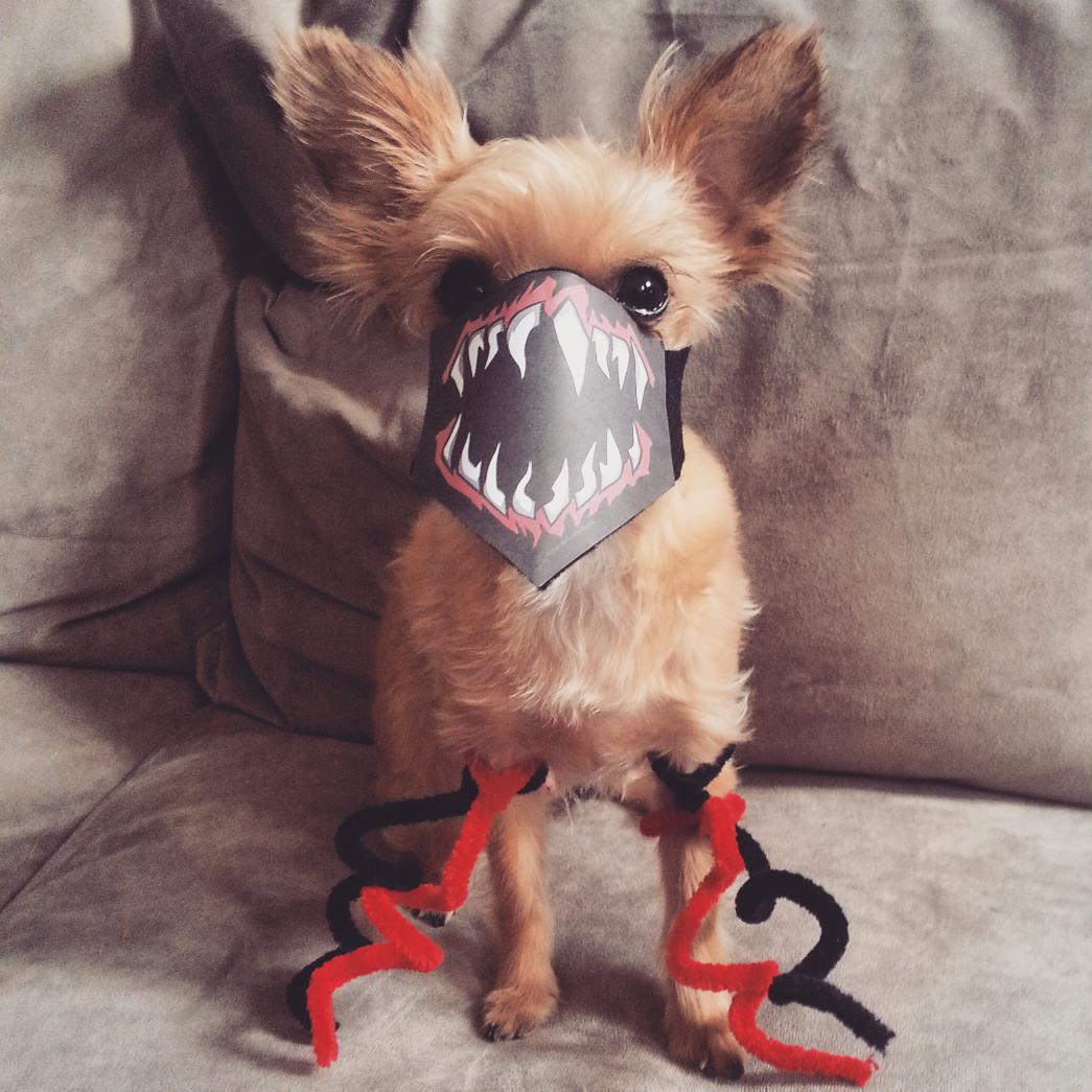 WWWeeSamwise's tweet photo. .@wwebalor #thisfaceistoosweet #littledemon #FinnBalor #WWWeeSamwise #RingPup #NXT http://t.co/3l9tHxKNe7