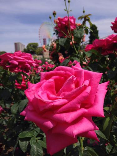 大阪のおすすめバラ園5選 ビアガーデンもあるんです Comolib Magazine