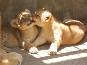 名前も決まったよ 多摩動物公園がライオンの赤ちゃん2頭のモフモフキュートな写真を公開 ねとらぼ