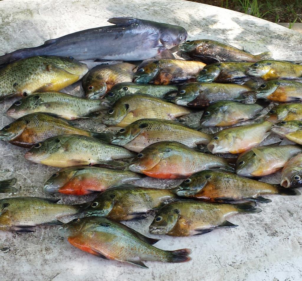 RobertDraper8's tweet photo. Good day on the Meherrin river.. #kayakfishing http://t.co/93bokg178n