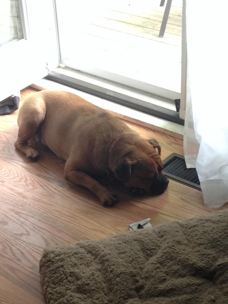 jengalbraith01's tweet photo. I think it's unhealthy how in love I am with this little booger. #furbaby #SleepySundays http://t.co/14beDNJ7M7