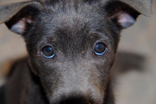 PlataformaALTO's tweet photo. Cuanto más indefensa es una criatura, más derechos tiene a ser protegida contra la crueldad. #DebateLeyAnimalYa RT! http://t.co/VjGIT5EXJC