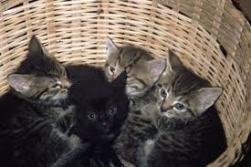 DivaCarvalhoM's tweet photo. Mira Pili mis gatos mañana se regalaremos los 4 porque tenemos mucho serían 7 Tengo 3 uno negro, plomo y uno verde http://t.co/yfAmaF7q4o