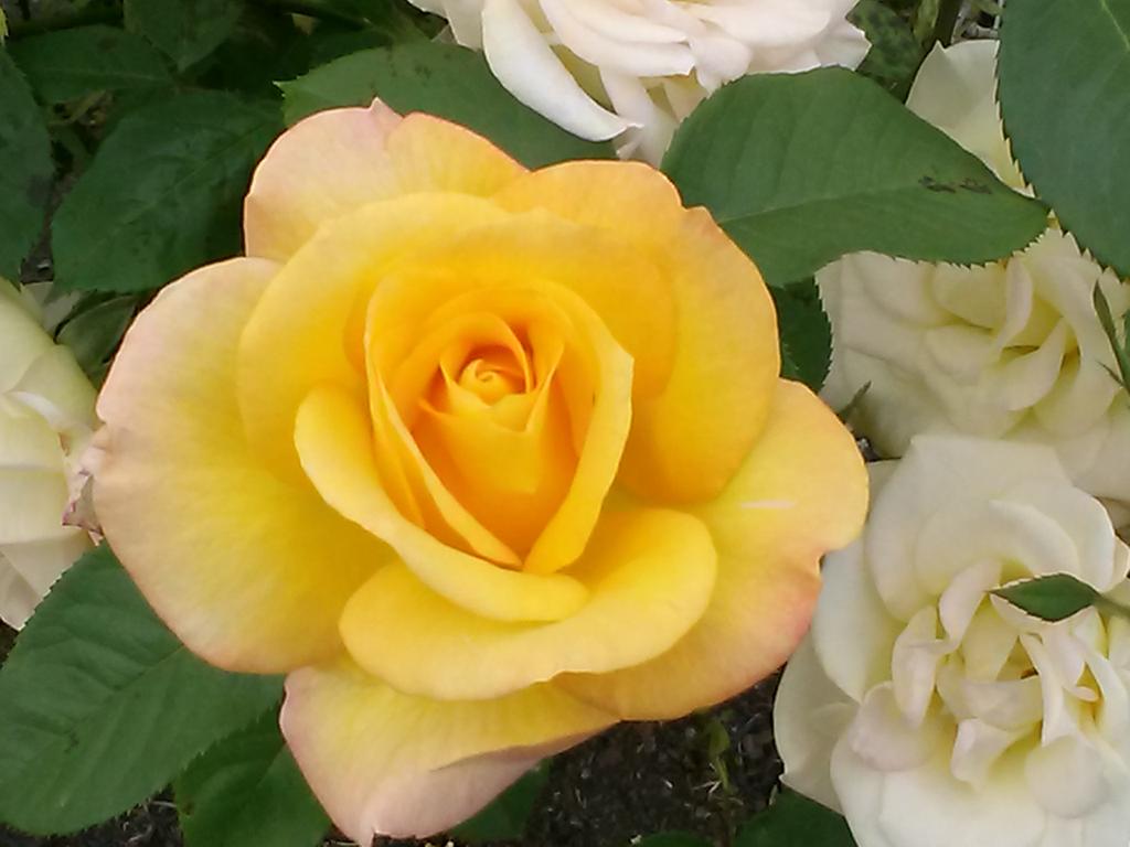 flowers72573's tweet photo. Walking to stay healthy...enjoying the flowers of course http://t.co/Xs8RWiGnFd