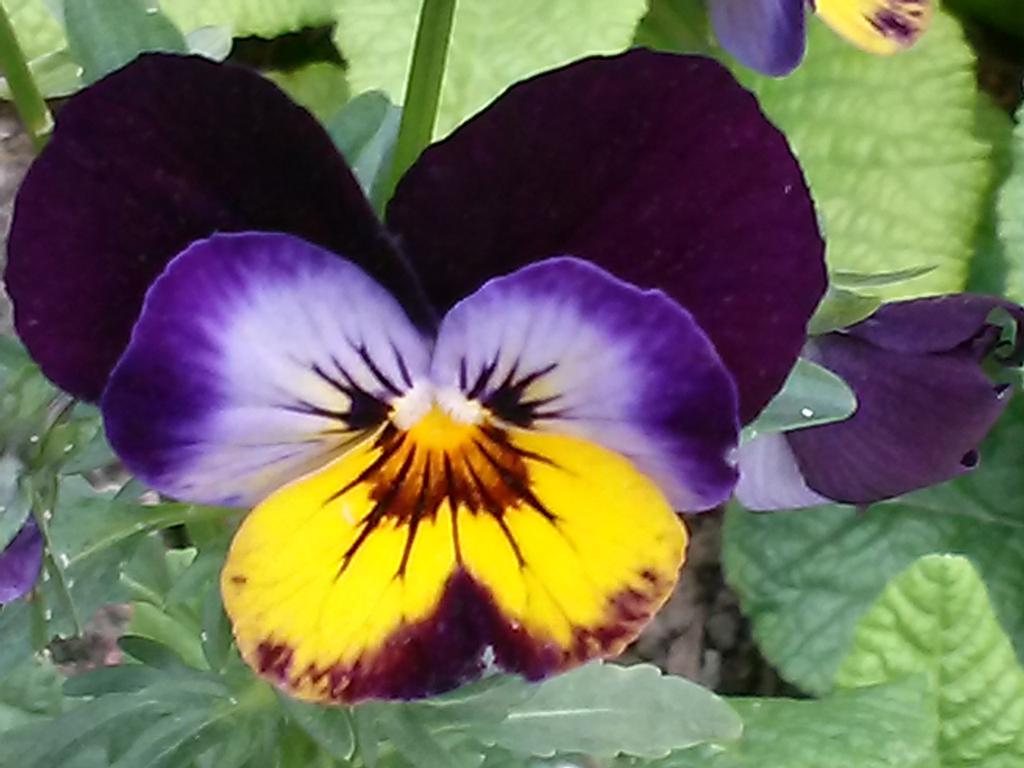 flowers72573's tweet photo. Walking to stay healthy...enjoying the flowers of course http://t.co/Xs8RWiGnFd