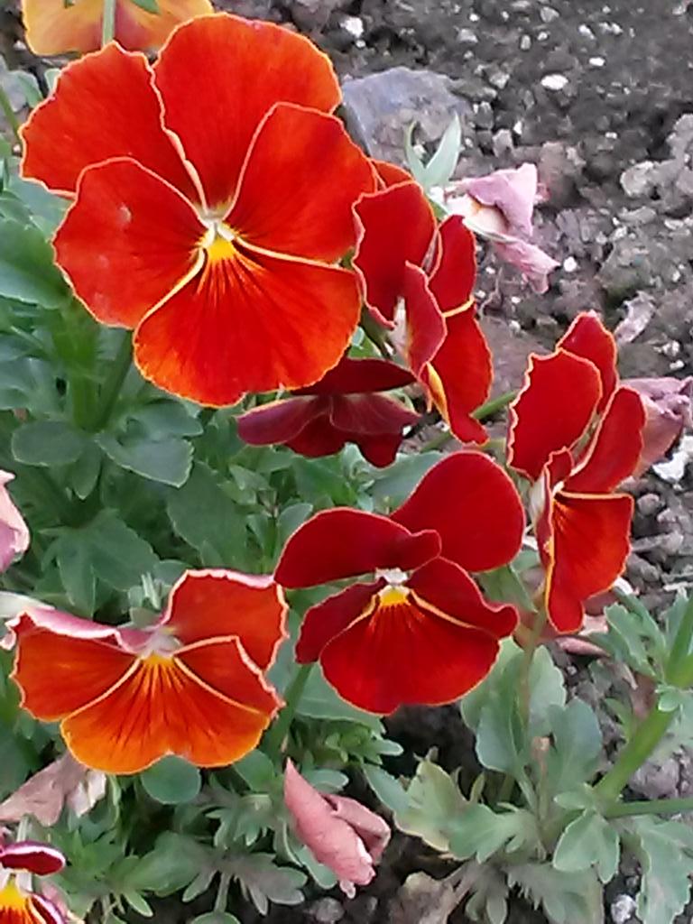 flowers72573's tweet photo. Walking to stay healthy...enjoying the flowers of course http://t.co/Xs8RWiGnFd
