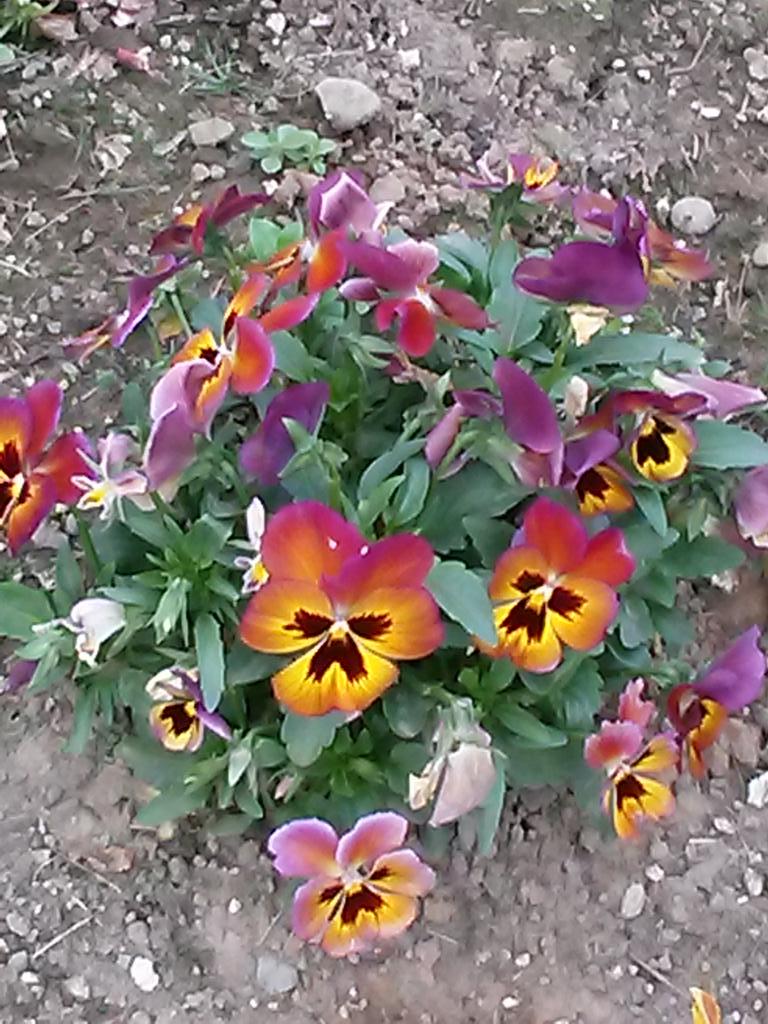 flowers72573's tweet photo. Walking to stay healthy...enjoying the flowers of course http://t.co/Xs8RWiGnFd