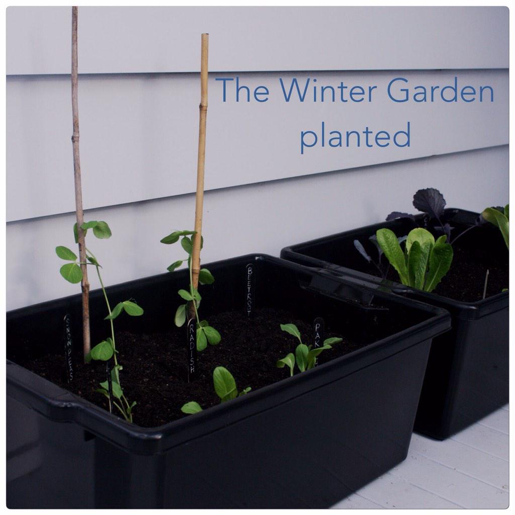 SowFreshNZ's tweet photo. The winter garden is planted - small but perfectly formed http://t.co/Yu9PacTtPY