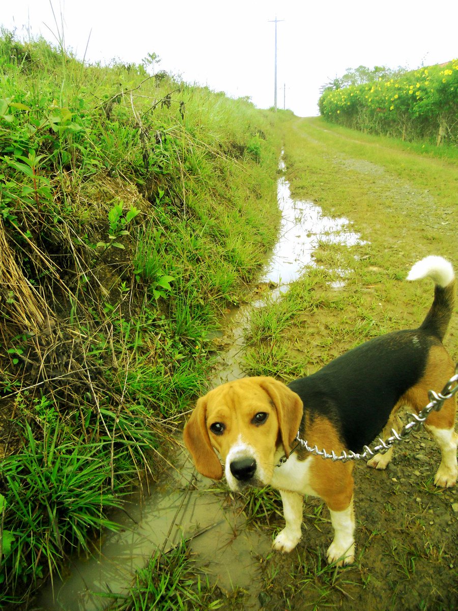 Mapeti_15's tweet photo. #ILoveBeagles http://t.co/SR1YOrlLdt