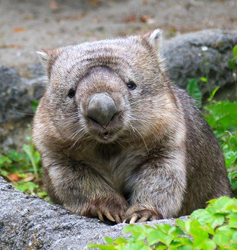 ありがとう ウォンバット ヒロキ いらっしゃい 青草屋さんウォンバット ヒロキ ウォンバット Wombat 金沢動物園 Http T Co 28wzbrgymk