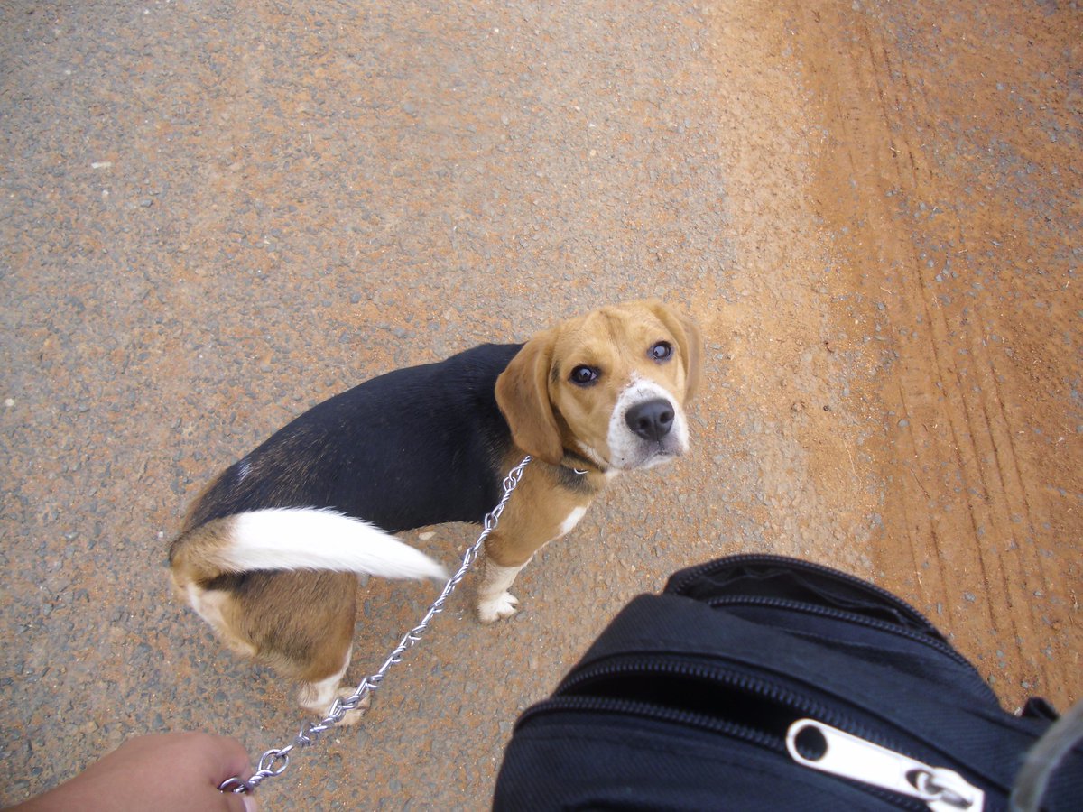 Mapeti_15's tweet photo. #Beaglemania http://t.co/1n3q8Wr6qt