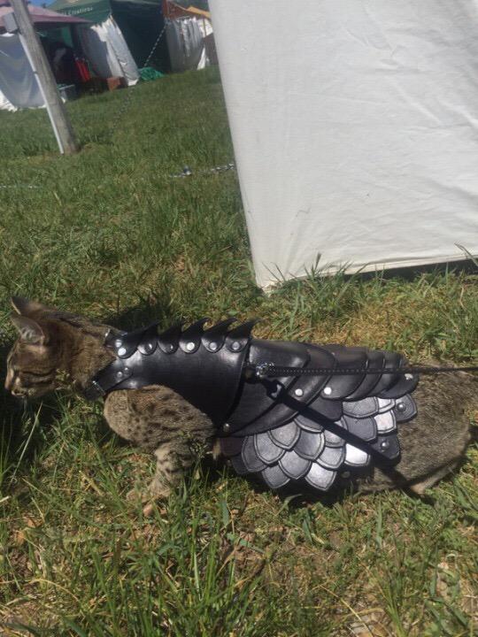 a_chl's tweet photo. If I were "the mother of cats" http://t.co/TPwri9NXpp