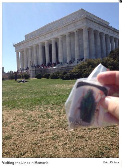 martinteach's tweet photo. Our class Geobug named Skeeter Bug has traveled 9731 miles. It visited Lincoln Memorial #smithlc http://t.co/9lMn3HnZaK