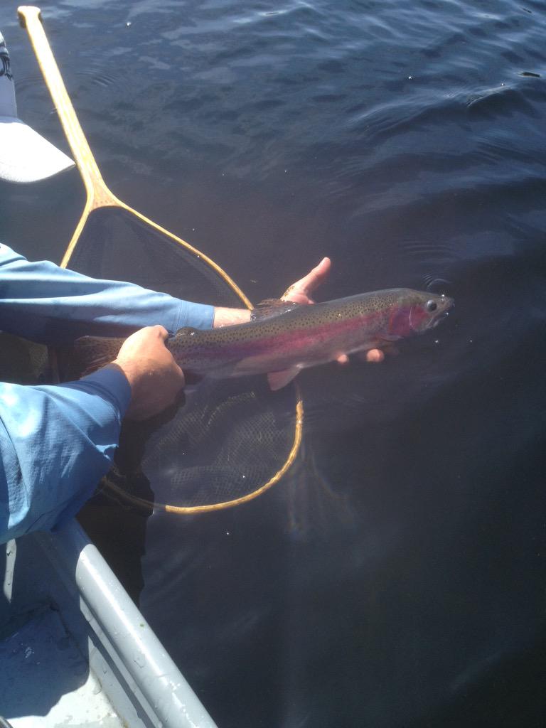 troutwatersbc's tweet photo. #flyfishing #bc mayfly nymphs on the menu #mayfly http://t.co/VUbeVVKWRx