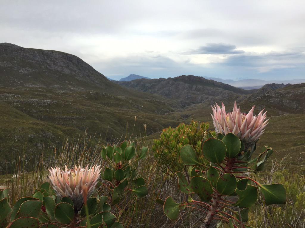 The true beauty of the Elgin area? Views and vegetation like these... Need any more reason to come #discoverOverberg