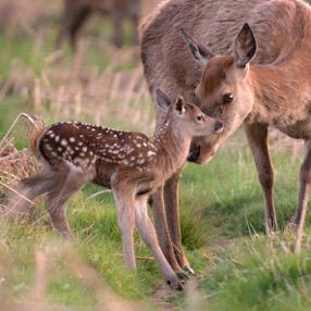 patlinberg's tweet photo. @Teddington_Town @SMWSAChurch @HamptHilltweets @theroyalparks @BushyParkVets @maxellis  first sighting babyBushy Park http://t.co/jxYMVoinW3