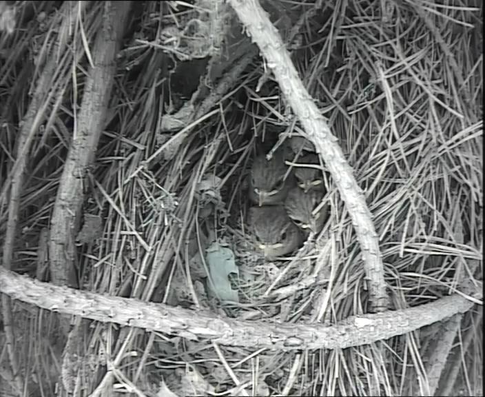 WildlifeGadgets's tweet image. @BBCSpringwatch The wrens I've been watching on my Live Cam fledged half an hour ago. 5 chicks.  #SpringwatchExtra