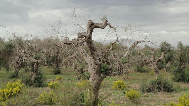 Xylella definita l’ebola degli olivi dalla stampa inglese