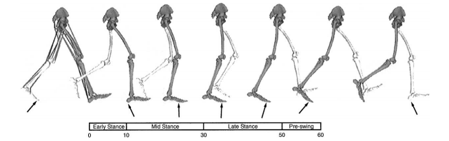 evbasedphysio's tweet photo. Resting foot posture and its effects on gait kinematics - Gait Posture 2015: http://t.co/g6ZdcaxpCL http://t.co/4HFny9MmoI