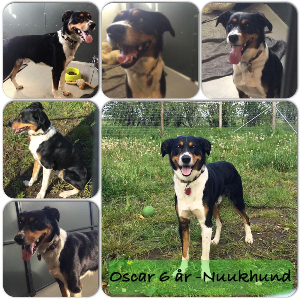 DBNordjylland's tweet photo. Nuukhunden Oscar søger nyt hjem. Taler du grønlandsk er det en kæmpe fordel. #grønland
 #dbInternat http://t.co/o3Ygt1lRJb