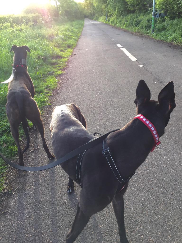 Loafnelly's tweet photo. @diane_tablet you can just about see it here:---0) #daisycollar http://t.co/SNxDaEH2ZX