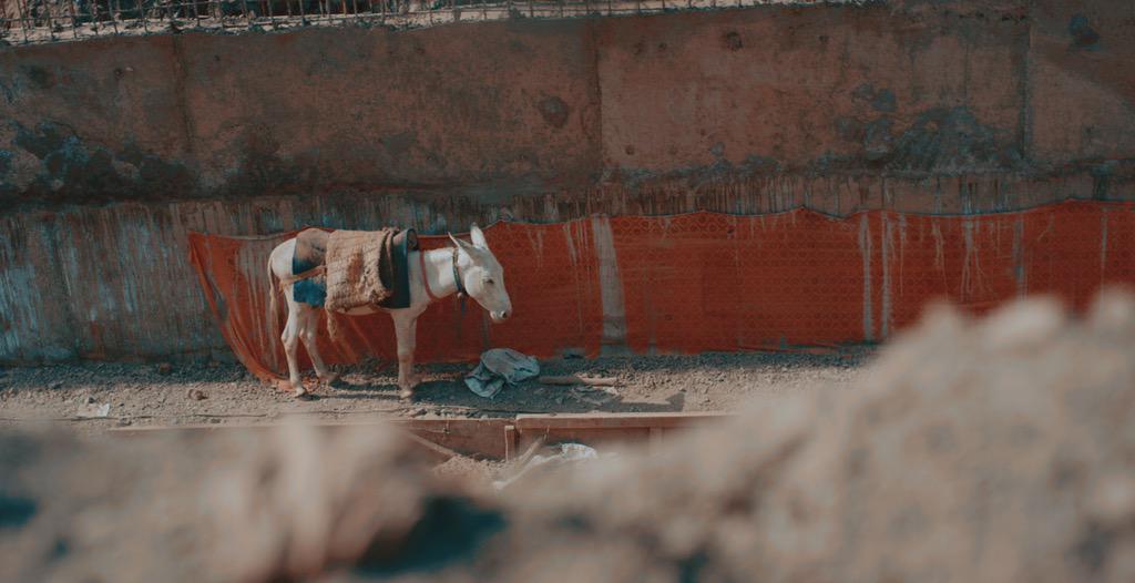 jeremysnell's tweet photo. 🇮🇳🐴 http://t.co/fv39V868pf