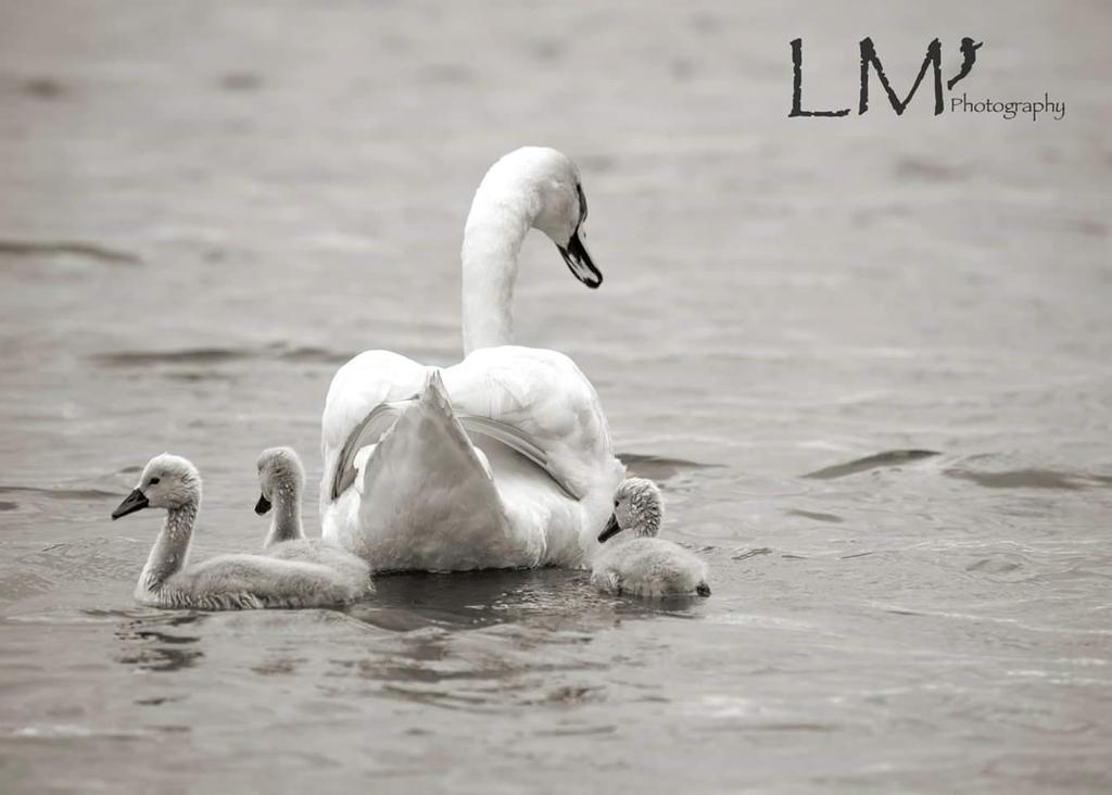 LaraMaskell's tweet photo. #newlife #hatchettpond #newforest #swans http://t.co/NDP0fyYLCd